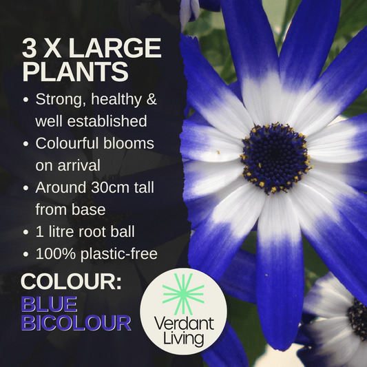 Senetti 'Blue Bicolour' (Pericallis) – Spring Bedding (Set of 3 or 6)