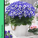 Senetti Blue Bicolour Plant