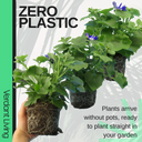 Senetti Blue Bicolour Plant