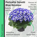 Senetti Blue Bicolour Plant