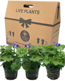 Senetti Blue Bicolour Plant