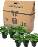 Senetti Blue Bicolour Plant