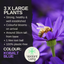 Senetti Kobalt Blue
