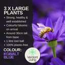 Senetti Kobalt Blue Plant