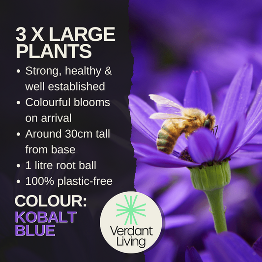 Senetti 'Kobalt Blue' (Pericallis) – Spring Bedding (Set of 3 or 6)