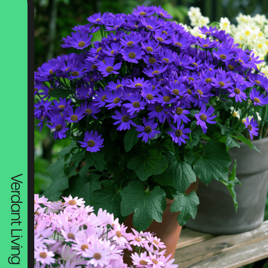 Terracotta pot of violet-blue Senetti daisies with dark eyes, massed over bold green foliage on decking