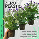 Senetti Kobalt Blue Plant
