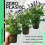 Senetti Kobalt Blue