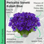 Senetti Kobalt Blue
