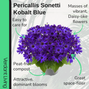 Senetti Kobalt Blue Plant