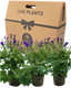 Senetti Kobalt Blue