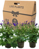 Senetti Kobalt Blue Plant