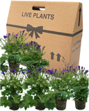 Senetti Kobalt Blue Plant