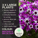 Senetti Magenta Bicolour Plant