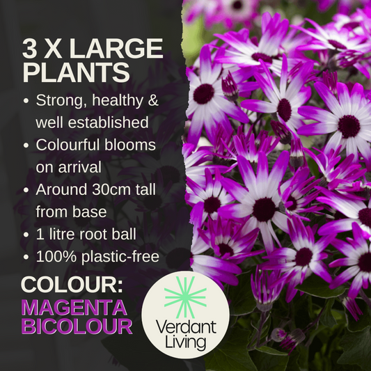Senetti 'Magenta Bicolour' (Pericallis) – Spring Bedding (Set of 3 or 6)