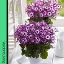 Senetti Magenta Bicolour Plant