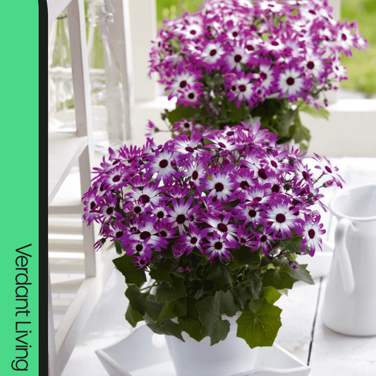 Two pots of Senetti daisies with magenta and white bicolour petals and dark centres by a window