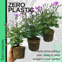 Senetti Magenta Bicolour Plant
