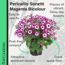 Senetti Magenta Bicolour Plant