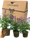 Senetti Magenta Bicolour Plant
