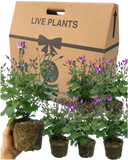 Senetti Magenta Bicolour Plant