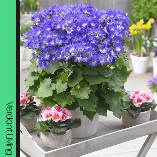 White pot of deep blue Senetti daisies with pale centres, beside pink primroses on a garden tray