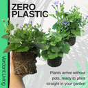 Senetti Magic Blue Plant