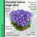 Senetti Magic Blue Plant