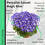 Senetti Magic Blue