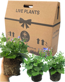 Senetti Magic Blue Plant