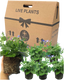 Senetti Magic Blue