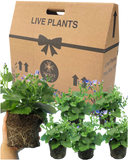 Senetti Magic Blue Plant