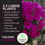 Senetti Magenta
