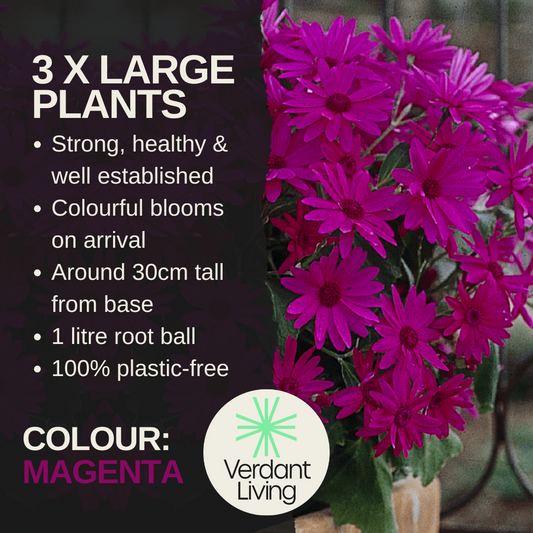 Senetti 'Magenta' (Pericallis) – Spring Bedding (Set of 3 or 6)
