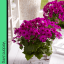 Senetti Magenta Plant