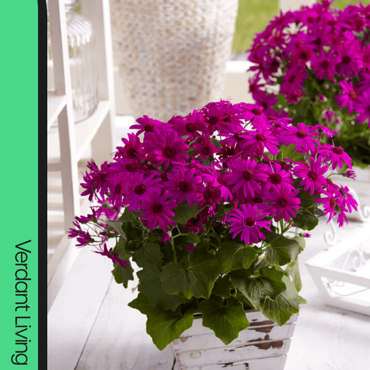 Wooden trough of vivid magenta Senetti daisies with dark eyes above fresh green leaves on a white table