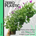 Senetti Magenta Plant