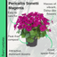 Senetti Magenta