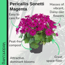 Senetti Magenta Plant