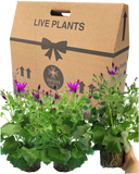 Senetti Magenta Plant