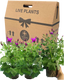 Senetti Magenta