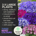 Senetti Random Colours Plant