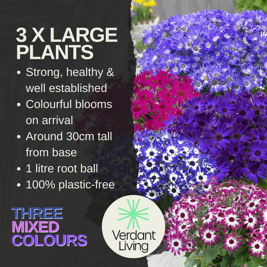 Senetti Mixed Colours (Pericallis) – Spring Bedding (Set of 3 or 6)