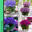 Senetti Random Colours