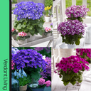 Senetti Random Colours Plant