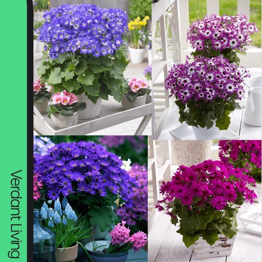 Four-panel grid of potted Senetti daisies in blue, purple-and-white bicolour, violet and magenta