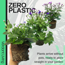 Senetti Random Colours Plant