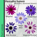 Senetti Random Colours Plant