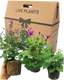Senetti Random Colours