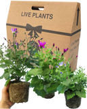 Senetti Random Colours Plant